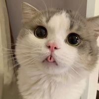 Profile picture of Thitiporn Muankow