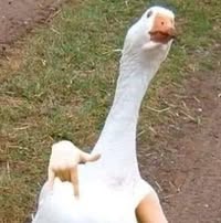 Profile picture of line-yanthasnphibalcxmmi