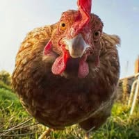 Profile picture of ไก่ ว่ะ