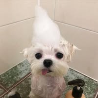 Profile picture of Harry Kim