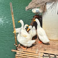Profile picture of Phitchayapa Waijaroen
