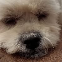 Profile picture of Teethawat Maneekhat